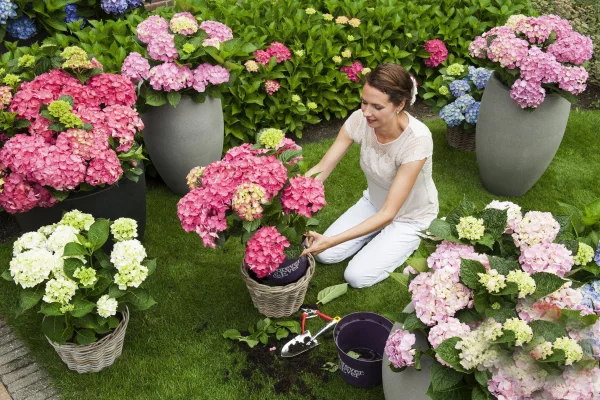 Hortensien zum Blühen bringen junge Frau beim Umtopfen richtige Pflege bringt schöne Blüten