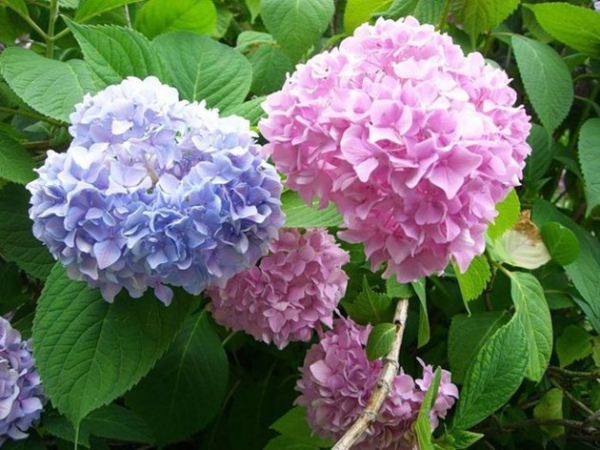 Hortensien zum Blühen bringen prächtige Blüten in Hellblau und Rosa ein Genuss für Augen und Seele