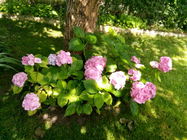Hortensien zum Blühen bringen rosa Blüten an einem halbschattigen Platz unter einem Baum