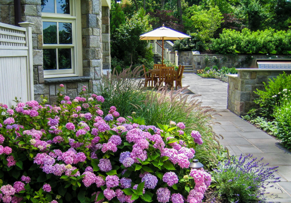 Hortensien zum Blühen bringen rosa Blüten im Garten pH-Wert Boden Standort ideal