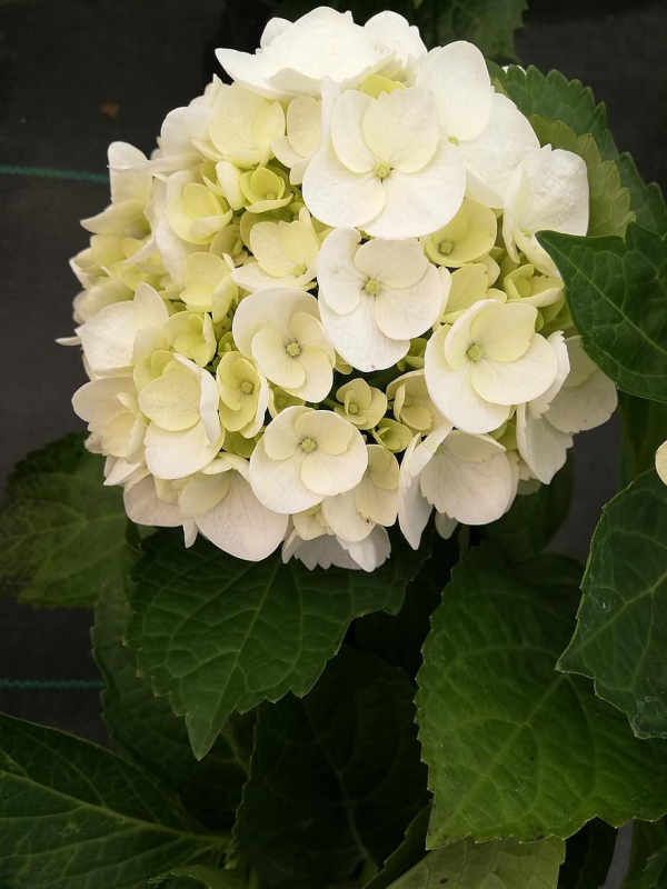 Hortensien zum Blühen bringen sattgrüne Blätter weiße Blüten schöner Anblick
