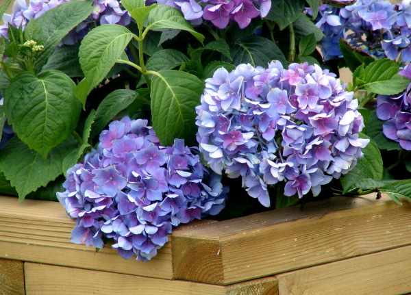 Hortensien zum Blühen bringen schöne blaue Blüten die Gartenpflanze bedankt sich damit für die Pflege