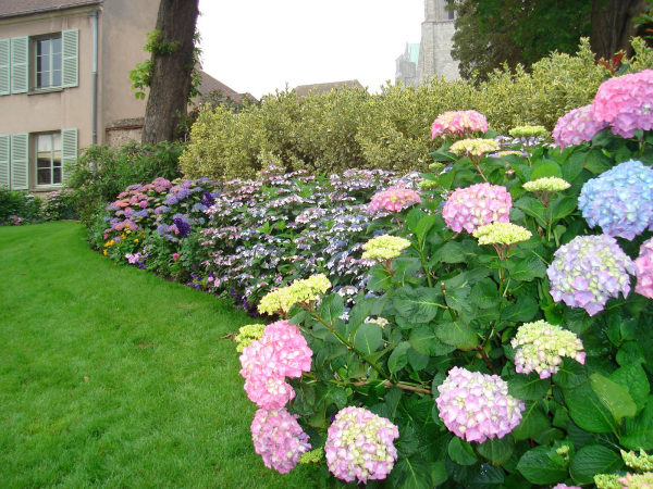 Hortensien zum Blühen bringen schöner Garten grüner Rasen ein Streifen blühender Hortensien unterschiedliche Farben