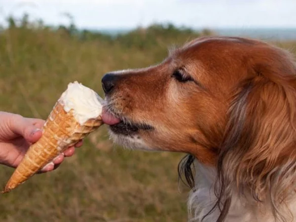 Hundeeis zubereiten Tipps und Rezept Eis für Hunde