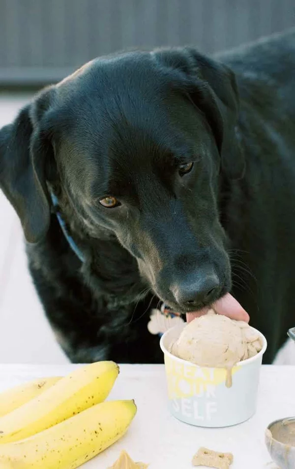 Hundeeis selber machen Tipps und Rezept Hund isst Eis