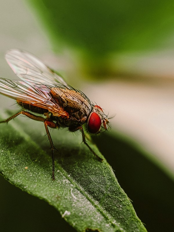 Natürliche Methoden und Hausmittel gegen Fliegen sowie