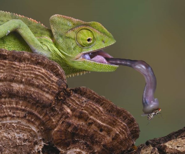 Natürliche Methoden und Hausmittel gegen Fliegen, sowie weitere hilfreiche Tipps chameleon reptil fliege