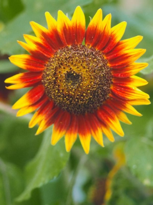 Sonnenblumen Pflege Tipps und Wissenswertes über die sommerliche Zier- und Nutzpflanze feurige farben rot gelb