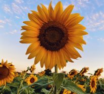 Sonnenblumen Pflege -Tipps und Wissenswertes über die sommerliche Zier- und Nutzpflanze
