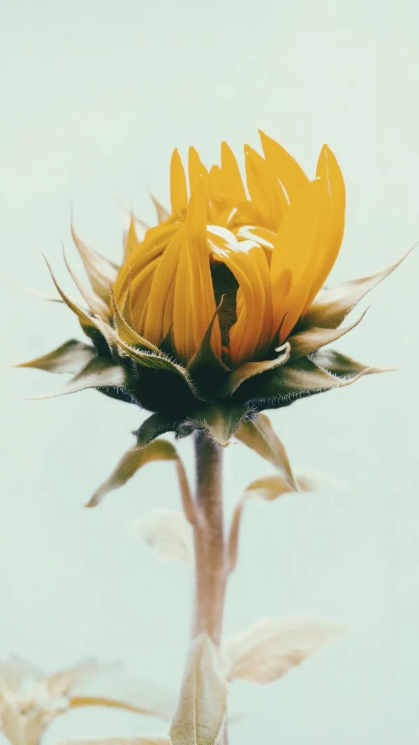 Sonnenblumen Pflege Tipps und Wissenswertes über die sommerliche Zier- und Nutzpflanze knospe öffnet sich zierpflanze