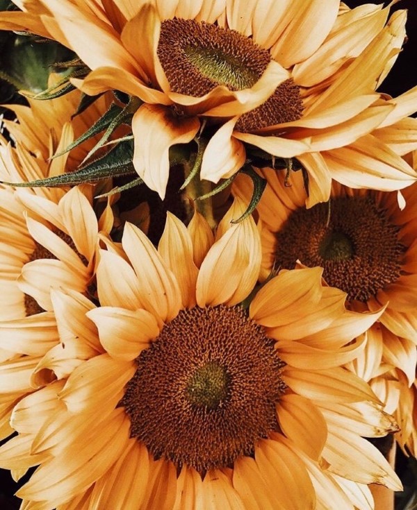 Sonnenblumen Pflege Tipps und Wissenswertes über die sommerliche Zier- und Nutzpflanze orange creme farbe sonnenrose