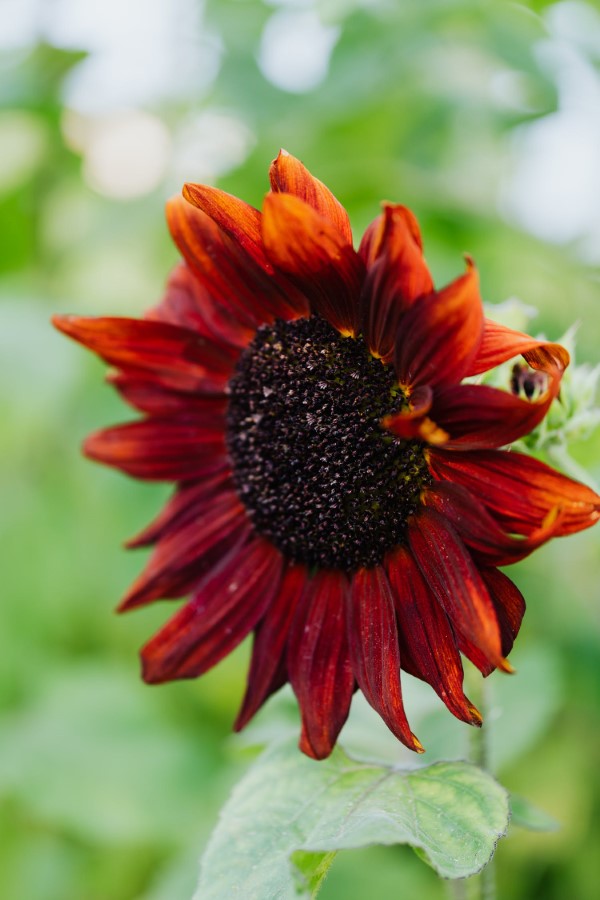 Sonnenblumen Pflege Tipps und Wissenswertes über die sommerliche Zier- und Nutzpflanze rote blumen sonnenrose