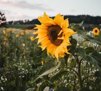 Sonnenblumen Pflege -Tipps und Wissenswertes über die sommerliche Zier- und Nutzpflanze