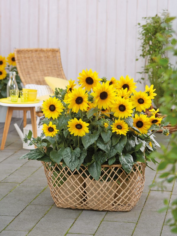 Sonnenblumen Pflege Tipps und Wissenswertes über die sommerliche Zier- und Nutzpflanze sonnenblumen im topf züchten balkon