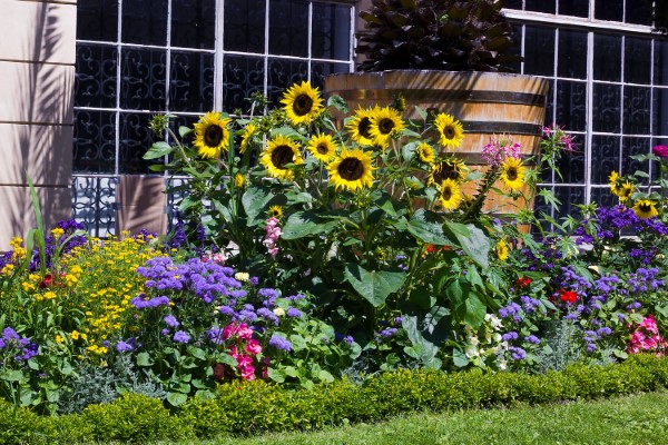 Sonnenblumen Pflege Tipps und Wissenswertes über die sommerliche Zier- und Nutzpflanze sonnenblumen mit anderen zierblumen im garten