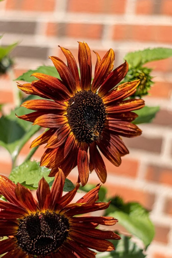 Sonnenblumen Pflege Tipps und Wissenswertes über die sommerliche Zier- und Nutzpflanze sonnenrose rot hübsch
