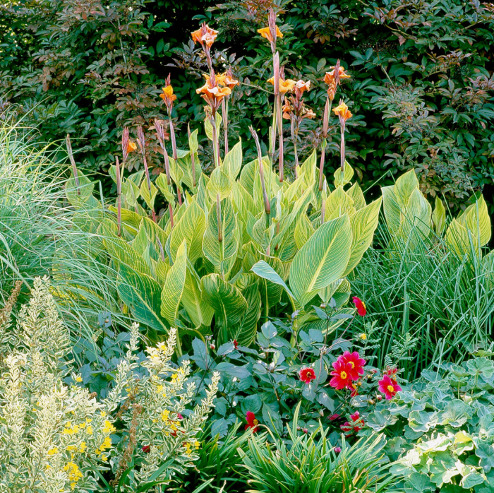 Trockenkünstler im Garten Canna oder Blumenrohr große grüne Blätter leuchtend gelb-orange Blüten tropischer Look
