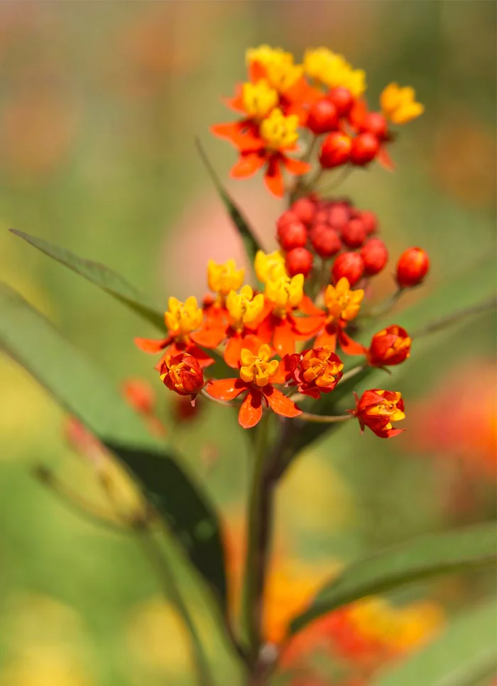 Trockenkünstler im Garten Indianer Seidenpflanze trockenheitstolerant exotische orangenfarbene Blüten