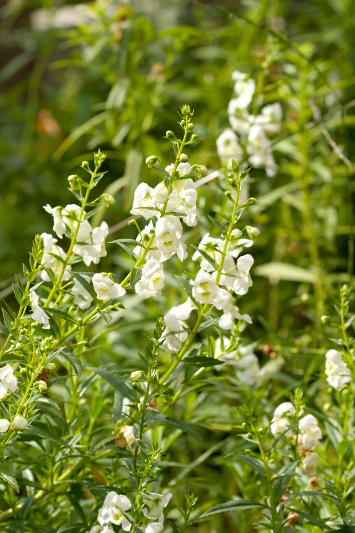 Trockenkünstler im Garten Sommerflieder weiße Blüten ein Hingucker in der heißen Sonne