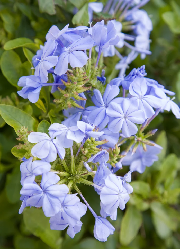 Trockenkünstler im Garten himmelblaue Blüten von Plumbago sehr anziehend für Schmetterlinge