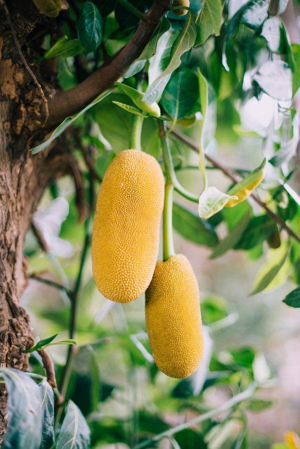 Vegane Jackfruit Rezepte und Wissenswertes über den exotischen Fleischersatz gelbe reife frucht baum