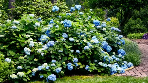 Wann blühen Hortensien Pflege blaue Hortensiensorten