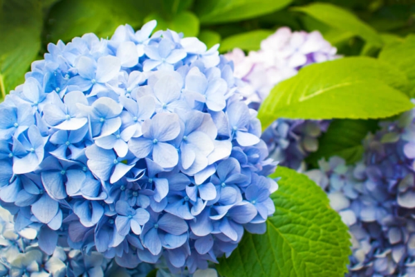 Wann blühen Hortensien blaue Hortensiensorte