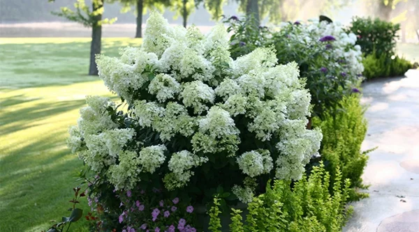 Wann blühen Hortensien warum blühen Hortensien nicht weiße Blüten