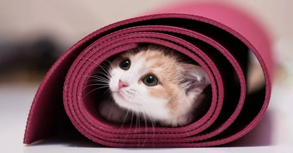 Yogamatte reinigen und desinfizieren Reinigungsmittel Katze