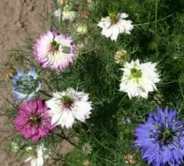 Jungfer im Grünen – die zierliche Sommerblume erfreut Hobbygärtner und Naturfreunde