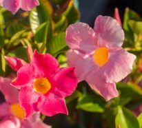 Dipladenia richtig pflegen und ihre exotische Blütenpracht genießen