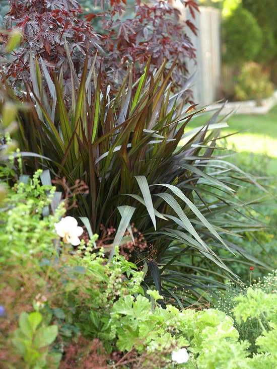 mehr Farbe in den Garten bringen dürretolerante Gartenpflanzen Yuca dunkelgrüne elegante lange Blätter