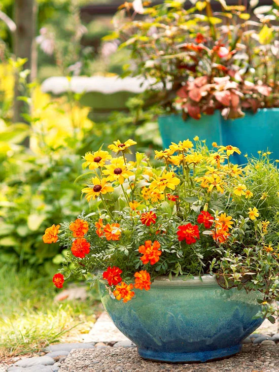 mehr Farbe in den Garten bringen sonnengelbe und orangefarbene Blüten Attraktion im Blumenbehälter