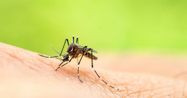 mücken vertreiben stiche behandeln