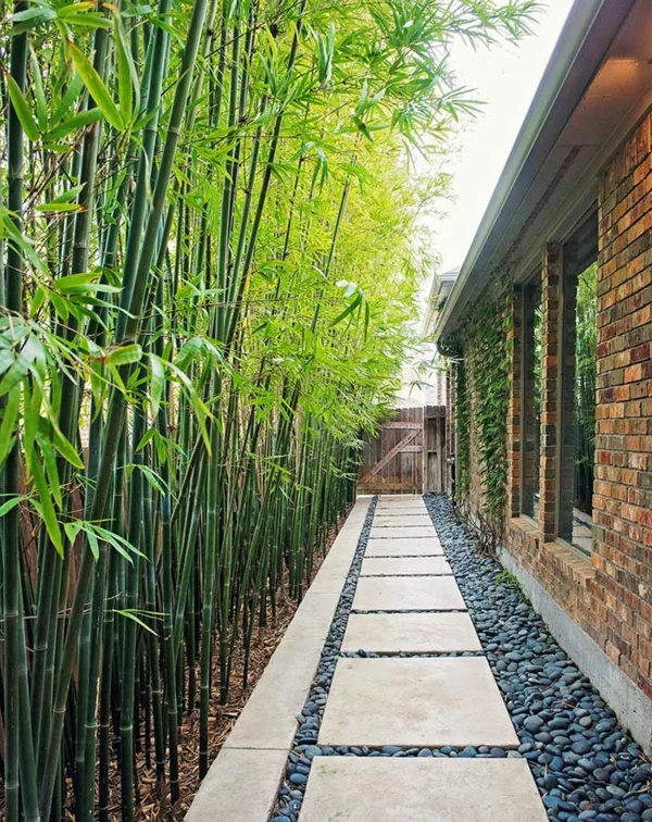 natürlicher sichtschutz bambus natürlich frisch naturnah