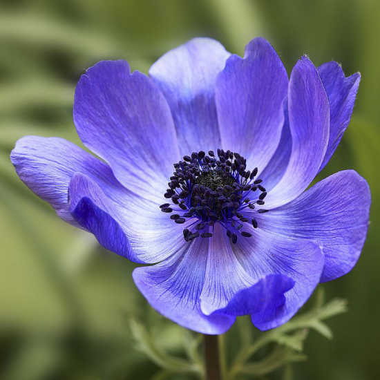 romantische Blumen Anemone zarte blaue Blüte Magnet für Bienen und Insekten