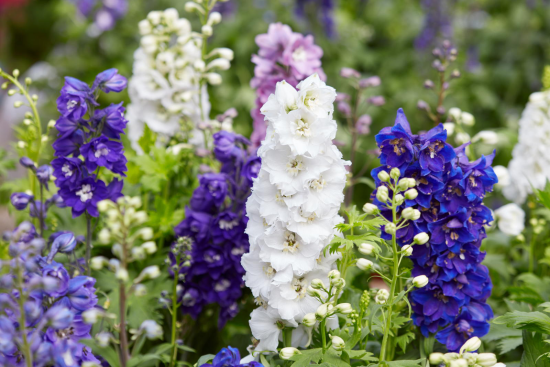 romantische Blumen Rittersporn im Garten ein Highlight schöne Blütenrispen in Blau und Weiß
