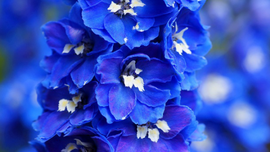 romantische Blumen Romantik in Blau zarte Blüten Rittersporn