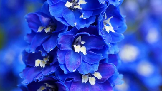 romantische Blumen Romantik in Blau zarte Blüten Rittersporn