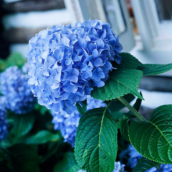 romantische Blumen blau gefärbte Hortensien im Garten wirken beruhigend