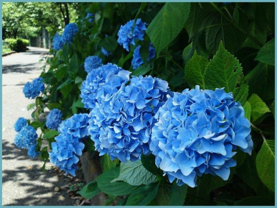 romantische Blumen blaue Hortensien ein Hingucker im Garten ziehen alle Blicke auf sich