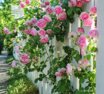Romantische Blumen machen den Garten zu einem Ort zum Genießen