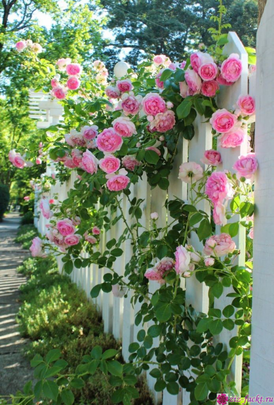 romantische Blumen rosa Kletterrosen am Zaun schöner Anblick viel Aroma im Garten