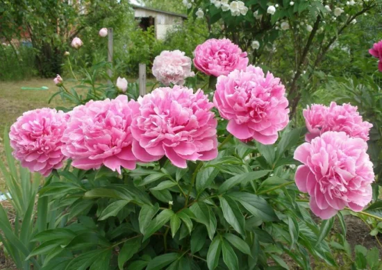 romantische Blumen rosa Pfingstrosen im Garten machen gute Stimmung