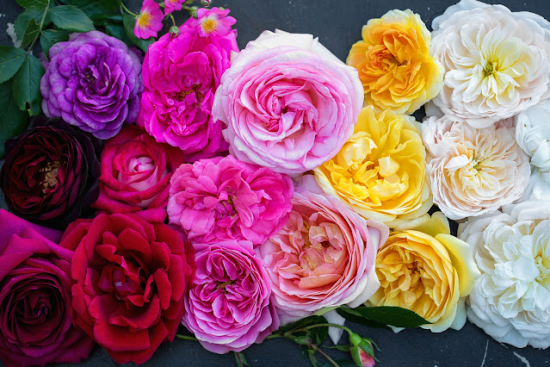 romantische Blumen schöne Rosen in verschiedenen Farben rote rosa gelbe weiße Schnittrosen