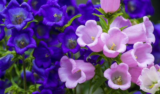 romantische Blumen schöne farbenfrohe Blüten ein toller Hingucker draußen