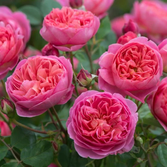 romantische Blumen schöne rosa Rosen im Garten haben einen betörenden Duft
