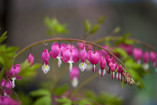 romantische Blumen tränendes Herz kleine herzförmige rosa Blüten daran hängen Perlen in Tränenform