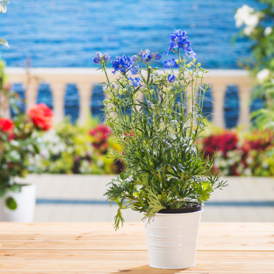 romantische Blumen zarte blaue Blüten viel Grün im weißen Topf auf der Terrasse mediterranes Flair