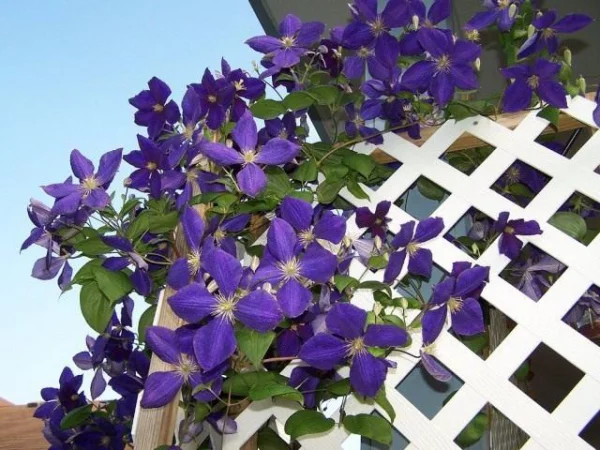 Balkonpflanzen für Faule Clematis lila Blüten toller Blickfang auf dem Balkon oder im Garten